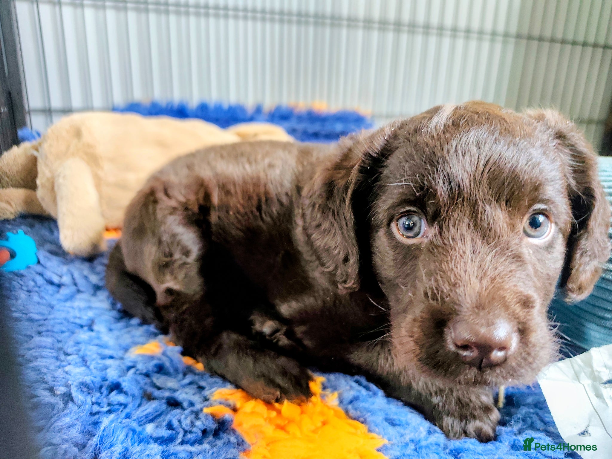 Labradoodle dogs Chocolate Labradoodle Exceptional breeding lines - Advert 2
