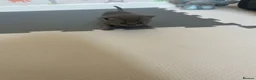 British Shorthair cats for sale: Beautiful litter of British short hair kittens - Advert 7