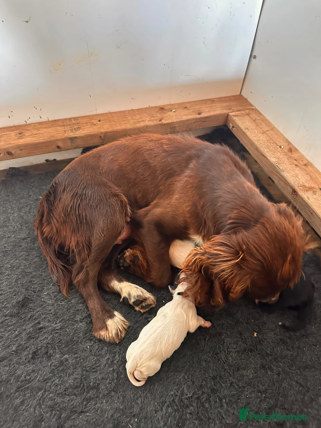 Mixed Breed dogs for sale: sprockets  - Advert 16