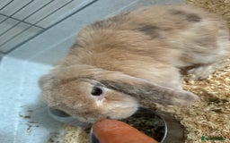 German Lop rabbits for sale: Holland Lop (Free to good home) - Image 2