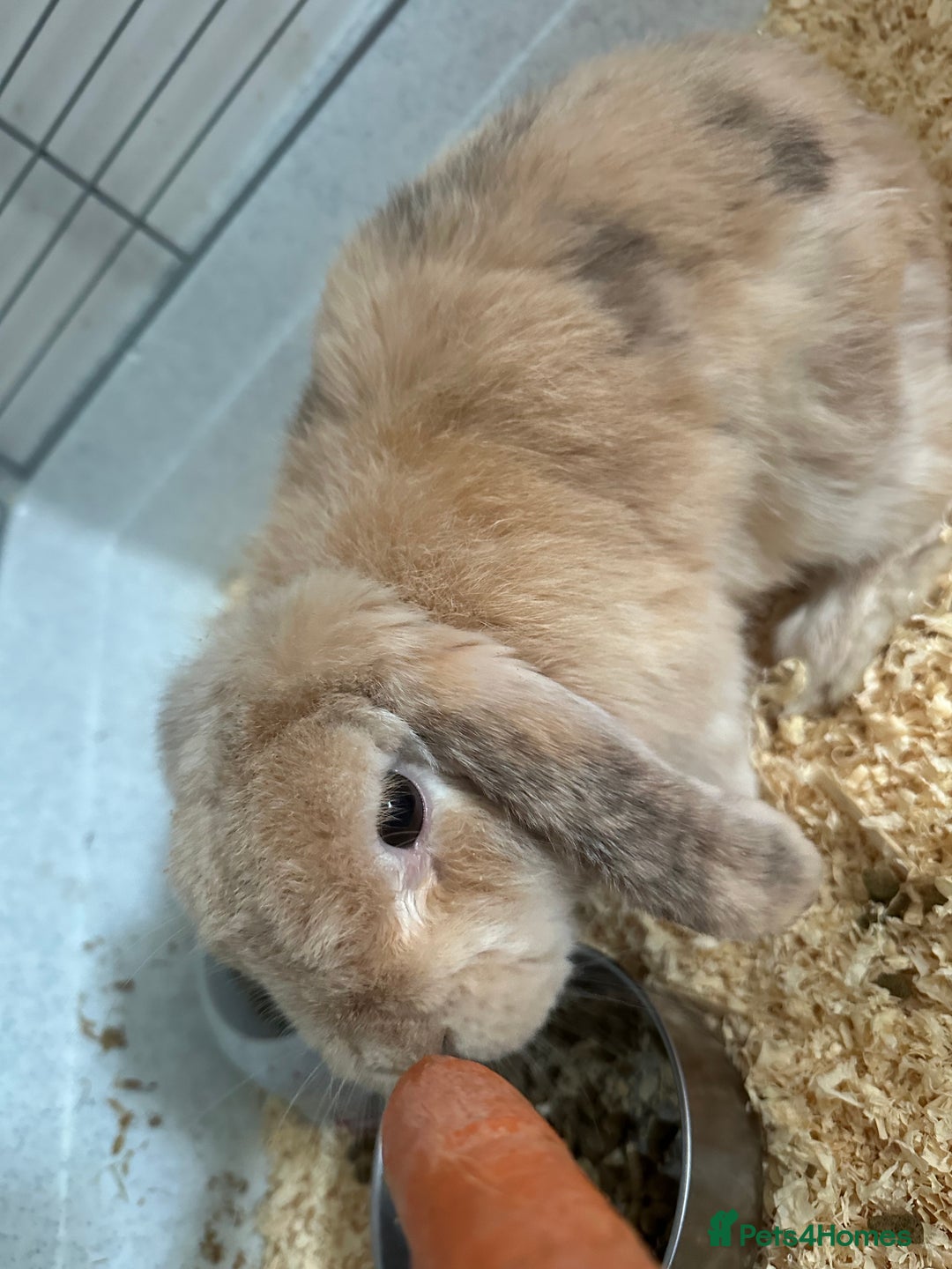 German Lop rabbits for sale: Holland Lop (Free to good home) - Image 2