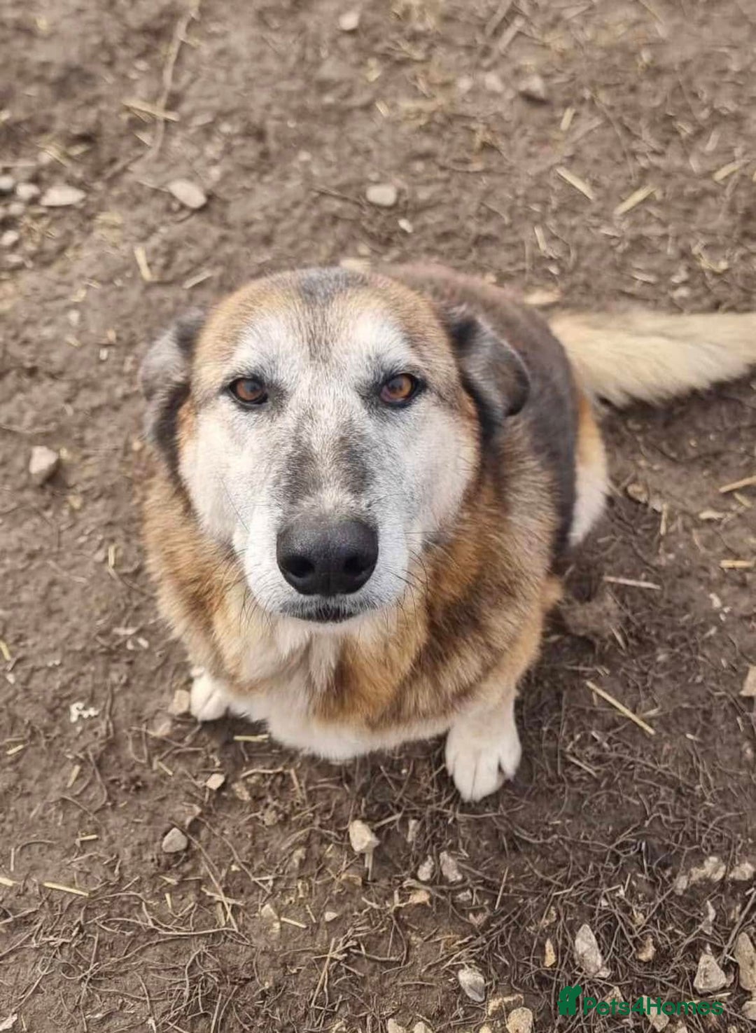 Mixed Breed dogs for adoption: Playful Kaya is Waiting for Her Forever Home! ❤️ - Image 10