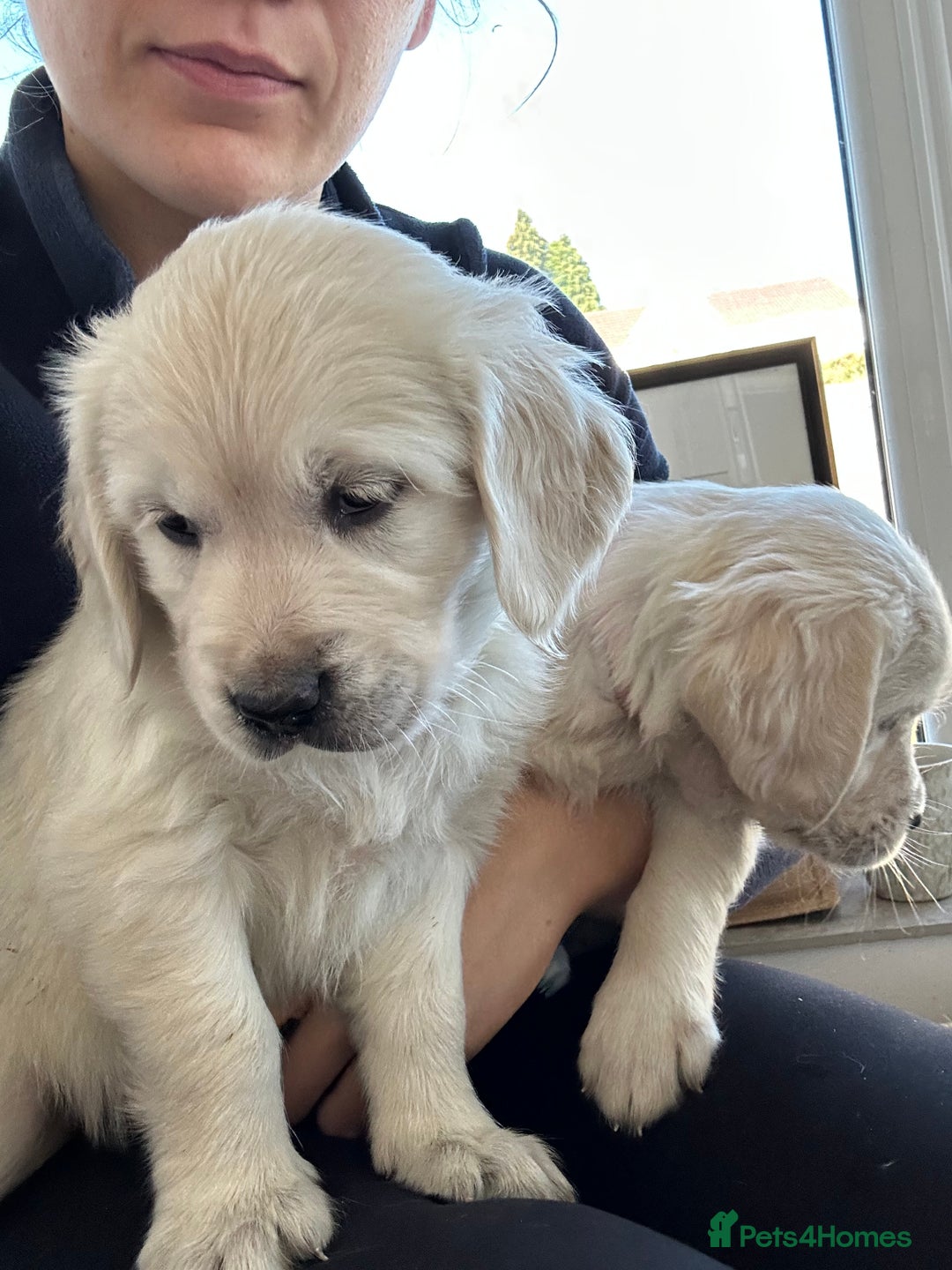 Golden Retriever dogs for sale: Beautiful Golden Retriever Puppies  - Image 31
