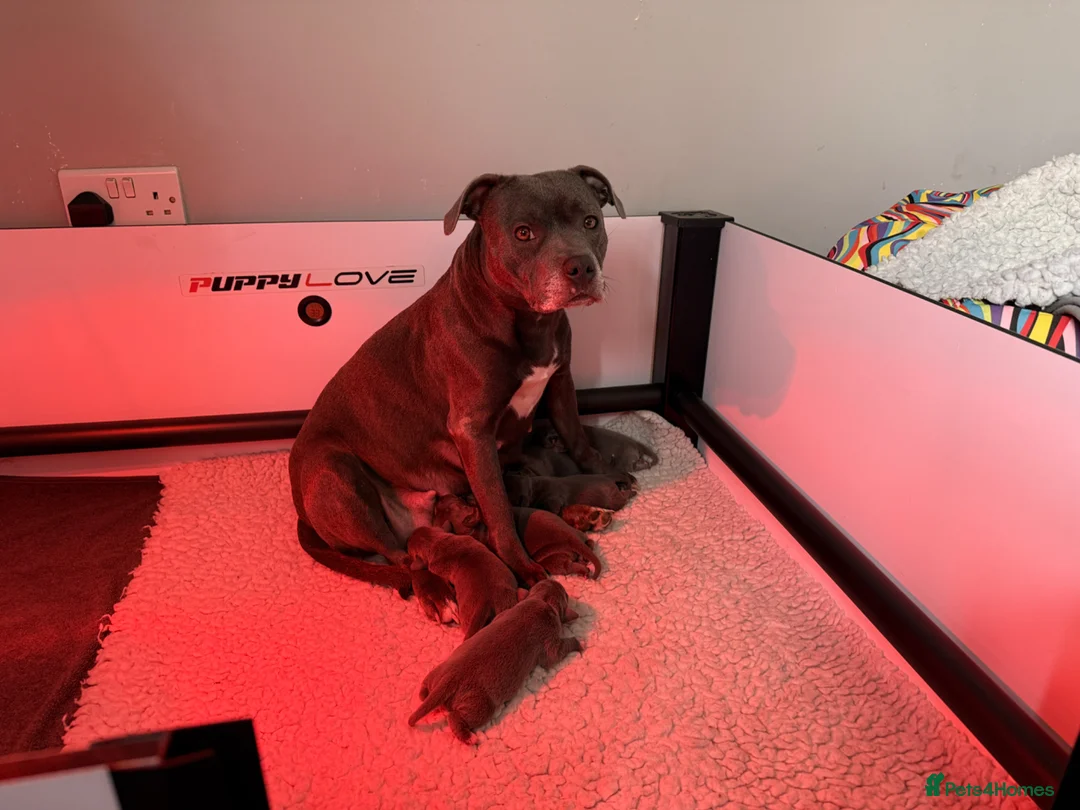 Staffordshire Bull Terrier dogs for sale: Amazing litter of staffy pups  in Nuneaton - Advert 1