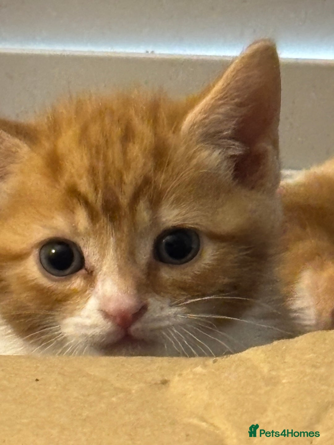 Mixed Breed cats for sale: Adorable Fluffy Kittens - Advert 23