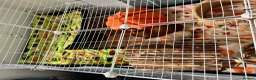 Guinea Pig rodents for sale: Guinea Pigs Free to Good Home in Beccles - Advert 5