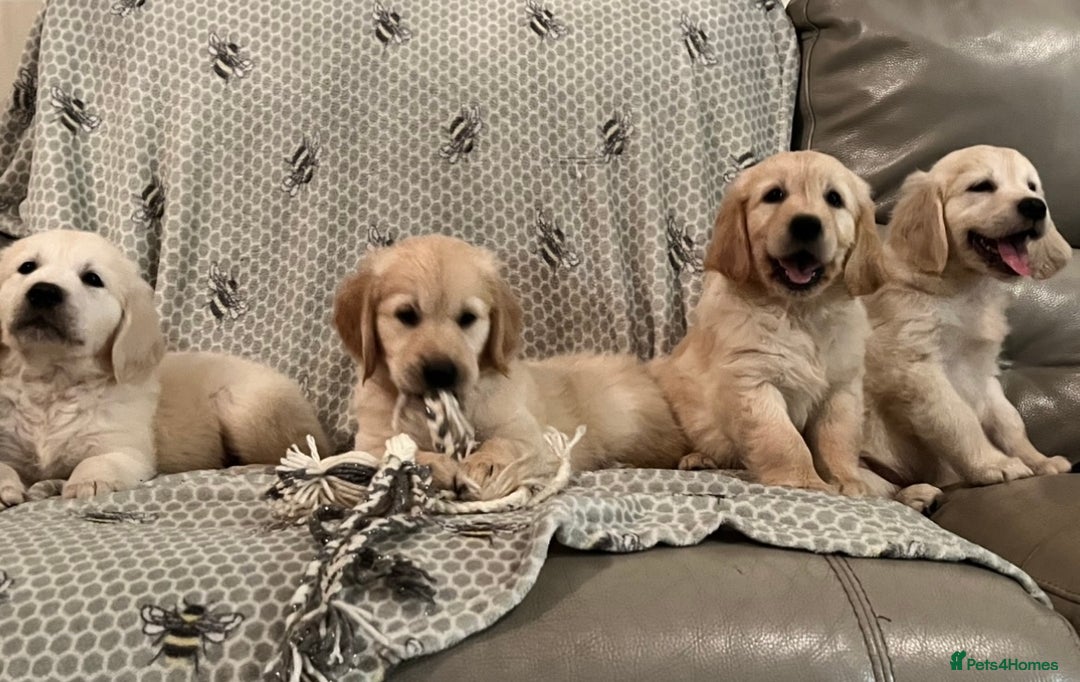 Golden Retriever dogs for sale: Golden retriever puppies - Advert 19