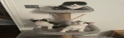 Mixed Breed cats for sale: Female black / white kitten - Advert 2