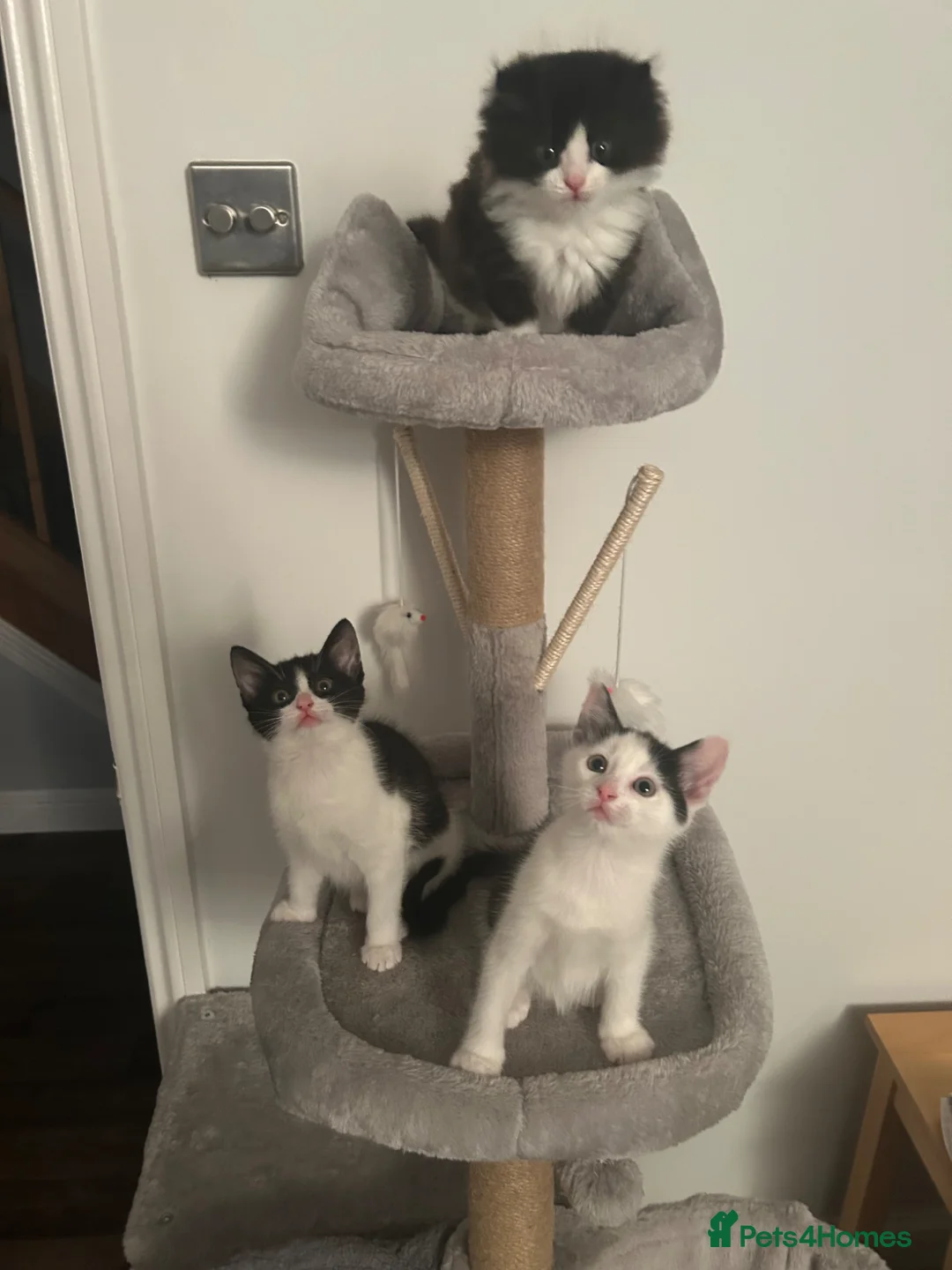 Mixed Breed cats for sale: Female black / white kitten - Advert 2