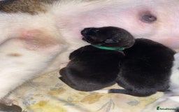 Akita dogs for sale: Beautiful American Akita Puppies  - Advert 31