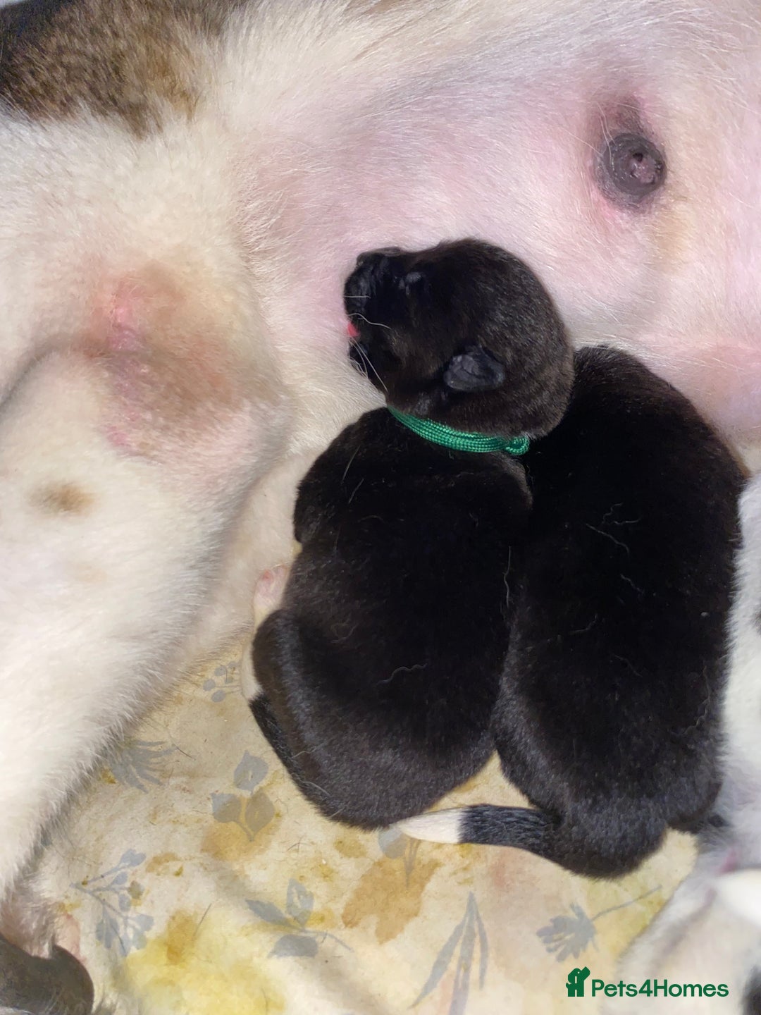 Akita dogs for sale: Beautiful American Akita Puppies  - Advert 31