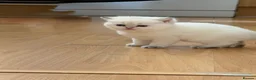 British Longhair cats for sale:  NY12 GOLDENSHADED White colour point  - Advert 14