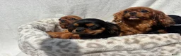 Cavalier King Charles Spaniel dogs for sale: Cavalier King Charles  - Advert 19