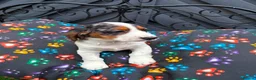 Cocker Spaniel dogs for sale: KC cocker spaniel puppies.  - Advert 22
