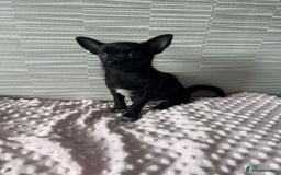 Chihuahua dogs for sale: Chihuahua female - Image 1