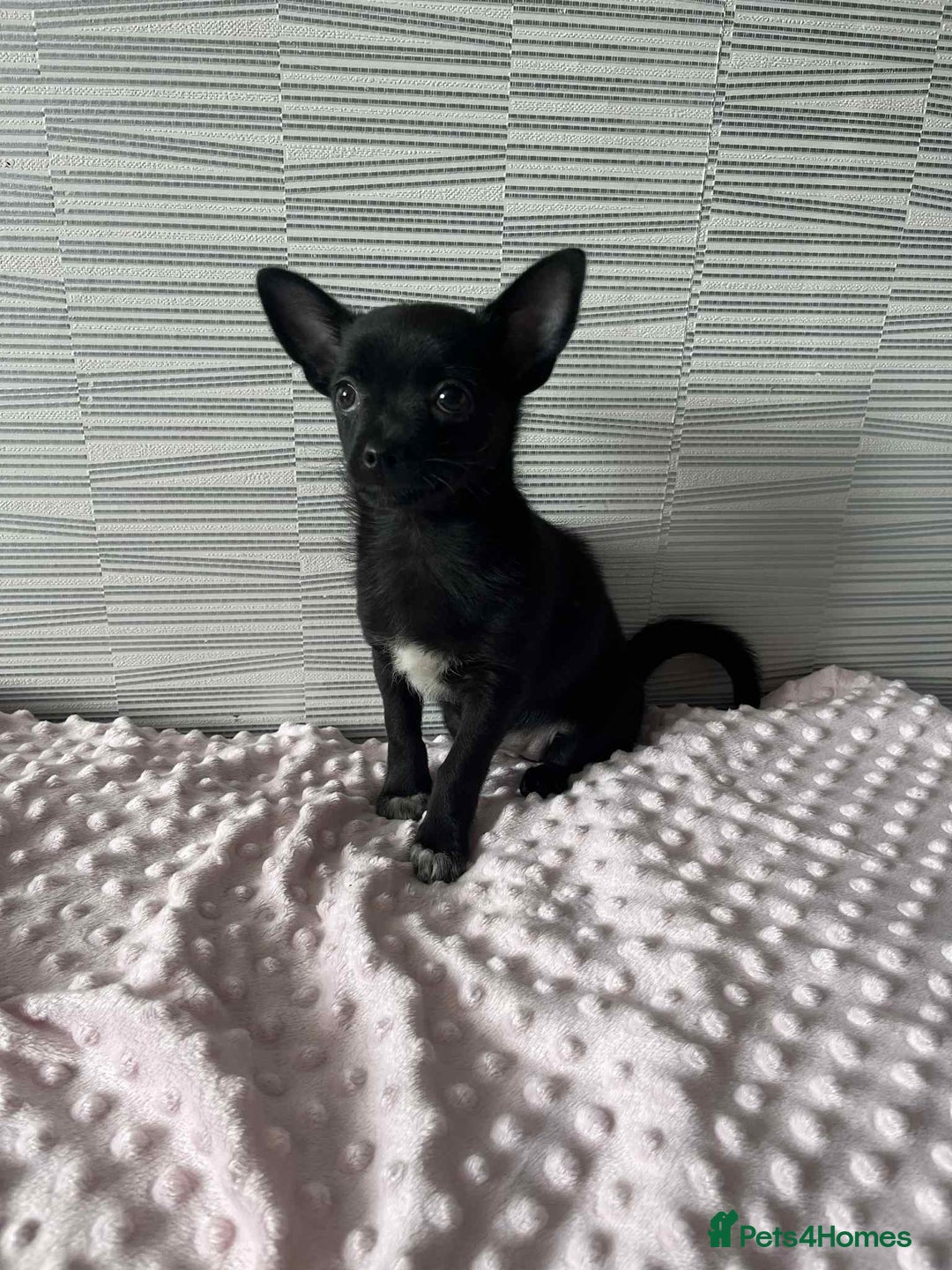 Chihuahua dogs for sale: Chihuahua female - Image 1