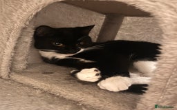 Mixed Breed cats for sale: 5 Mixed breed kittens for sale - Image 10