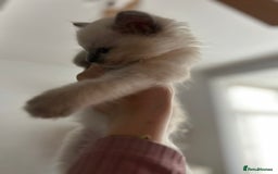 Ragdoll cats for sale: 5 Pure Ragdoll kittens - All Females -Pickup Ready - Image 15