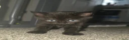 Mixed Breed cats for sale: 5 kitten's Ready now - Advert 9