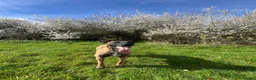 Belgian Shepherd Dog dogs for sale: Rescue - Belgian Malinois  - Advert 5