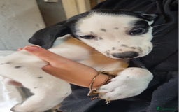 Mixed Breed dogs for sale: Mixed-Breed Puppies Ready for Their Forever Homes! - Image 4