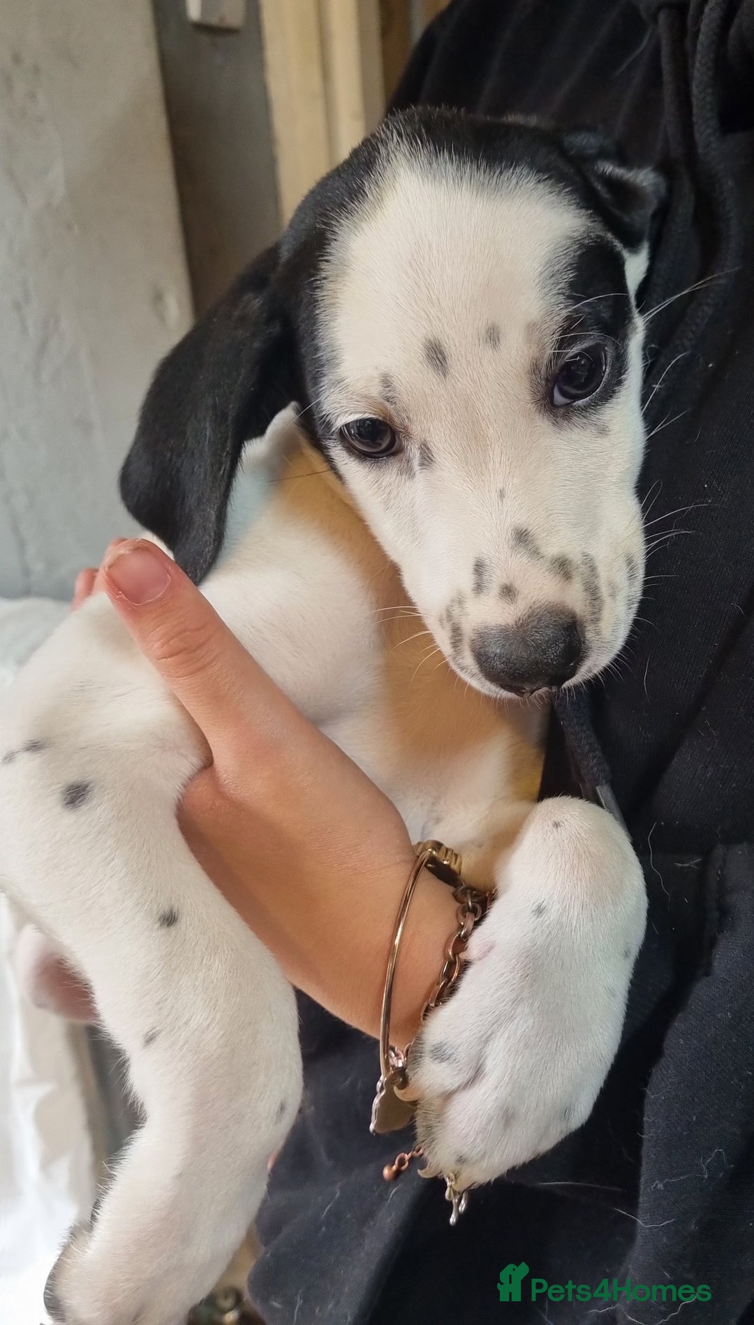 Mixed Breed dogs for sale: Mixed-Breed Puppies Ready for Their Forever Homes! - Image 4