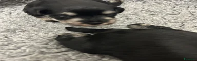 Miniature Schnauzer 1