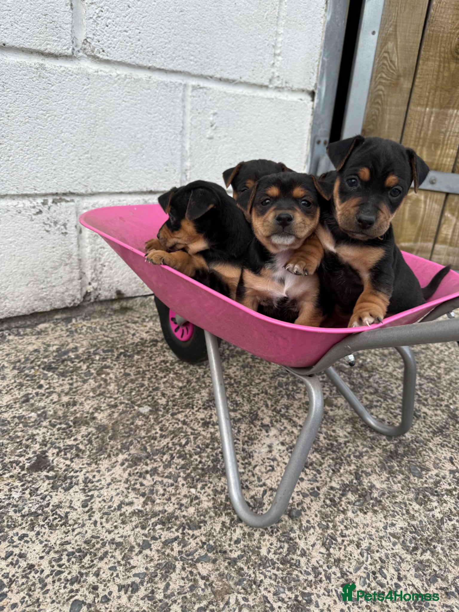 Jack Russell dogs Beautiful Black & Tan Jack Russell - Advert 6