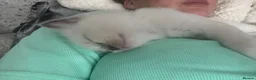 Ragdoll cats for sale: 💜🧡💙GCCF REG RAGDOLL babies see full description - Advert 21