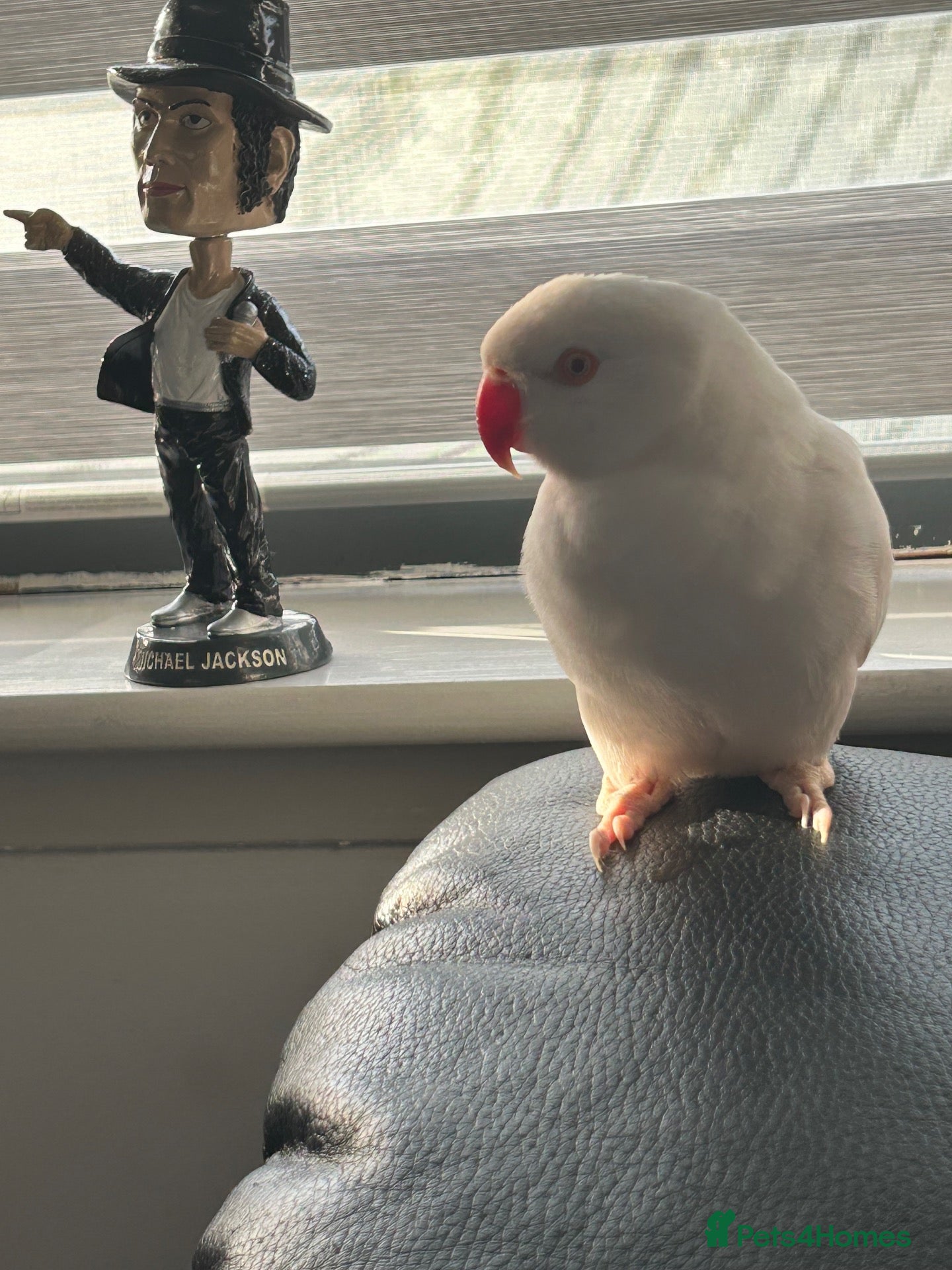 Ringnecks birds White Indian ringneck for sale - Advert 1