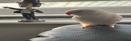 Ringnecks birds for sale: White Indian ringneck for sale in Cowdenbeath - Advert 1