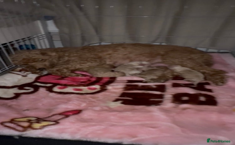 Miniature Poodle dogs Miniature Poodle  - Advert 16