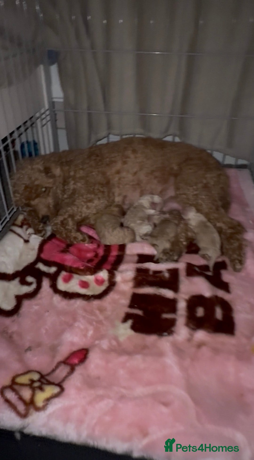 Miniature Poodle dogs for sale: Miniature Poodle  - Advert 2