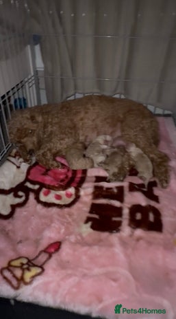 Miniature Poodle dogs Miniature Poodle - Advert 1