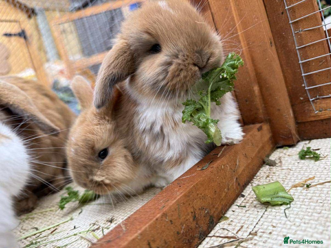 Mixed Breed rabbits for sale: *All Rabbits Pending Sale* - Advert 6