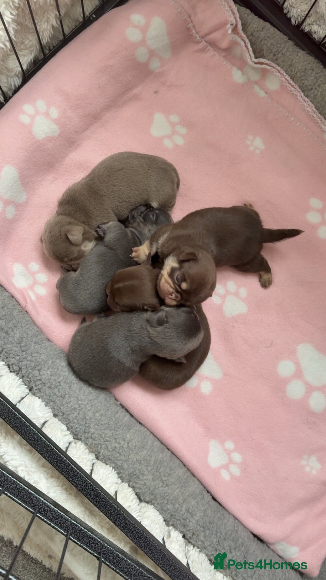 Pug dogs for sale: Beautiful last 2 little girl pugs. - Advert 2