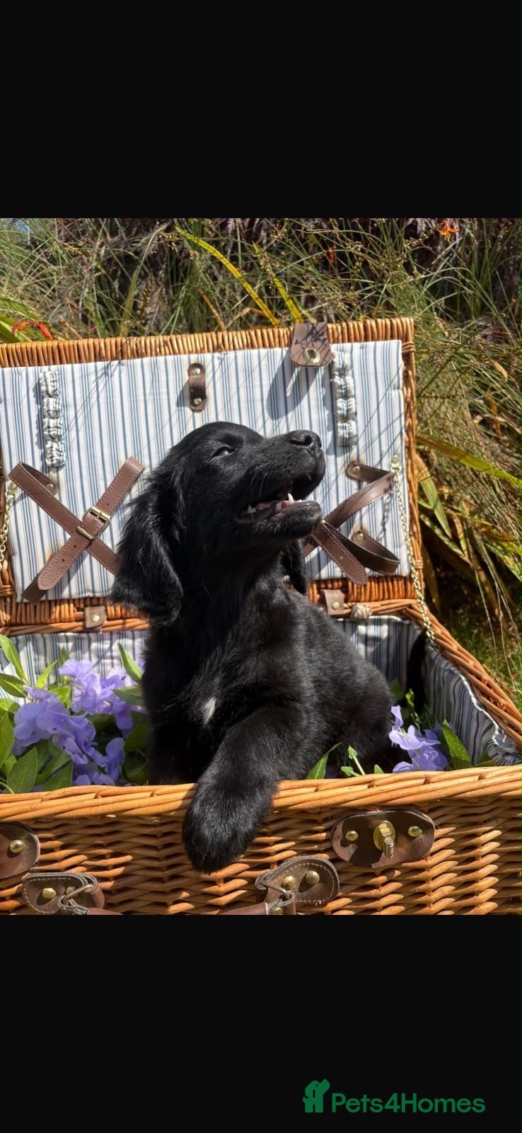 Mixed Breed dogs 3 stunning black girls left ❤️❤️❤️ - Advert 1