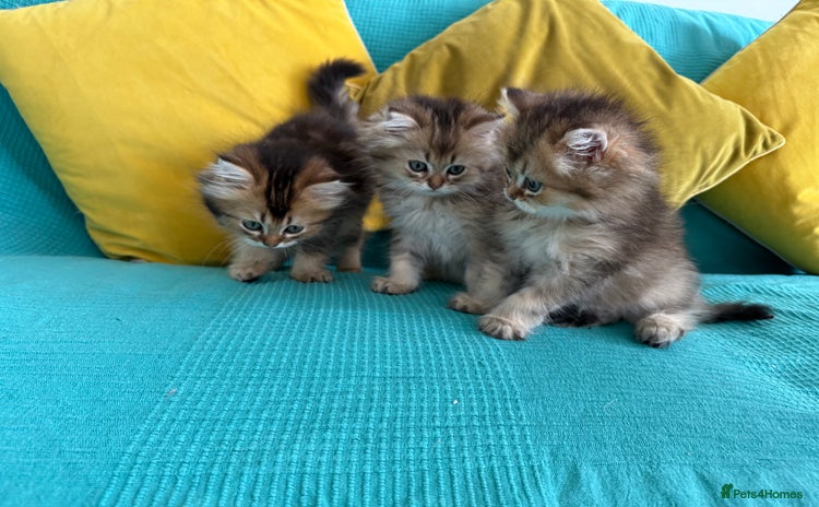 British Longhair cats - Advert 1