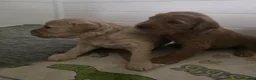 Goldendoodle dogs for sale: Multige. Goldendoodle Puppies. Parents DNA clear!! - Advert 16