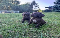 German Shorthaired Pointer dogs for sale: Mrs Dorota Sadowska - Image 4
