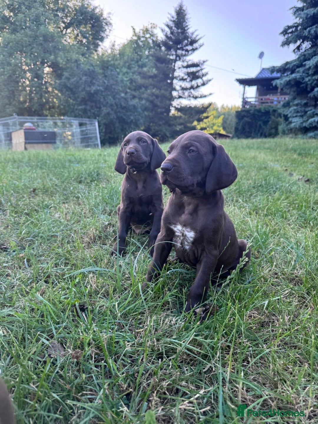 German Shorthaired Pointer dogs for sale: Mrs Dorota Sadowska - Image 4