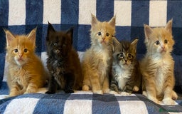 Maine Coon cats for sale: Beautiful Maine Coon Kitten - Champion Lines - Image 10