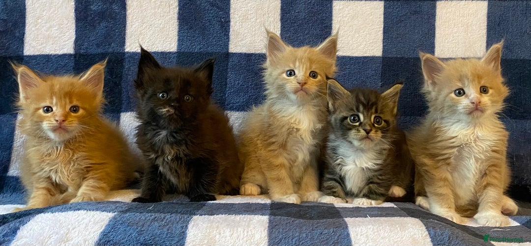 Maine Coon cats for sale: Beautiful Maine Coon Kitten - Champion Lines - Image 10