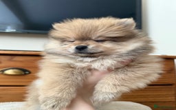 Pomeranian dogs for sale: Pomeranian Puppies For Sale - Image 8