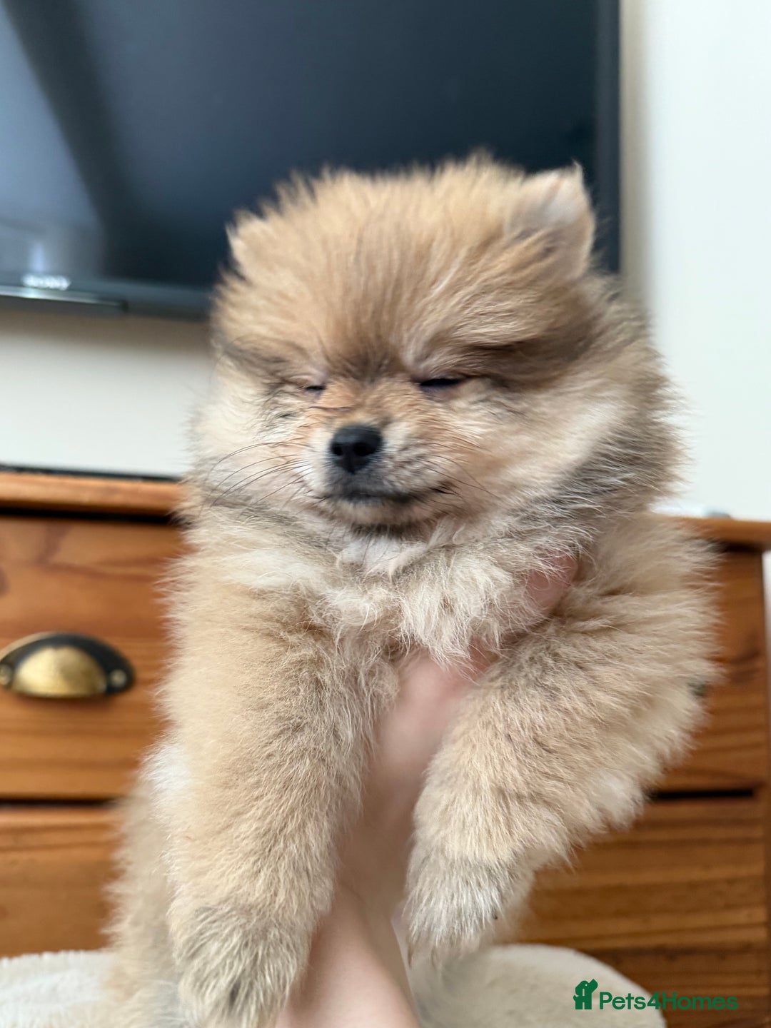 Pomeranian dogs for sale: Pomeranian Puppies For Sale - Image 8