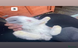 Mini Lop rabbits for sale: 4 beautiful mini lop bunnies🩵🩷 - Image 3