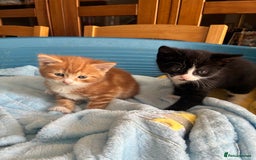 Mixed Breed cats for sale: Two beautiful boy kittens for sale  - Image 1