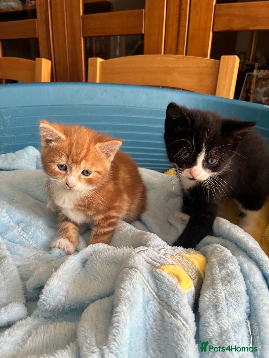 Mixed Breed cats for sale: Two beautiful boy kittens for sale  - Image 1