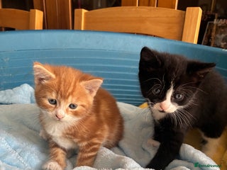 Mixed Breed cats - Advert 19