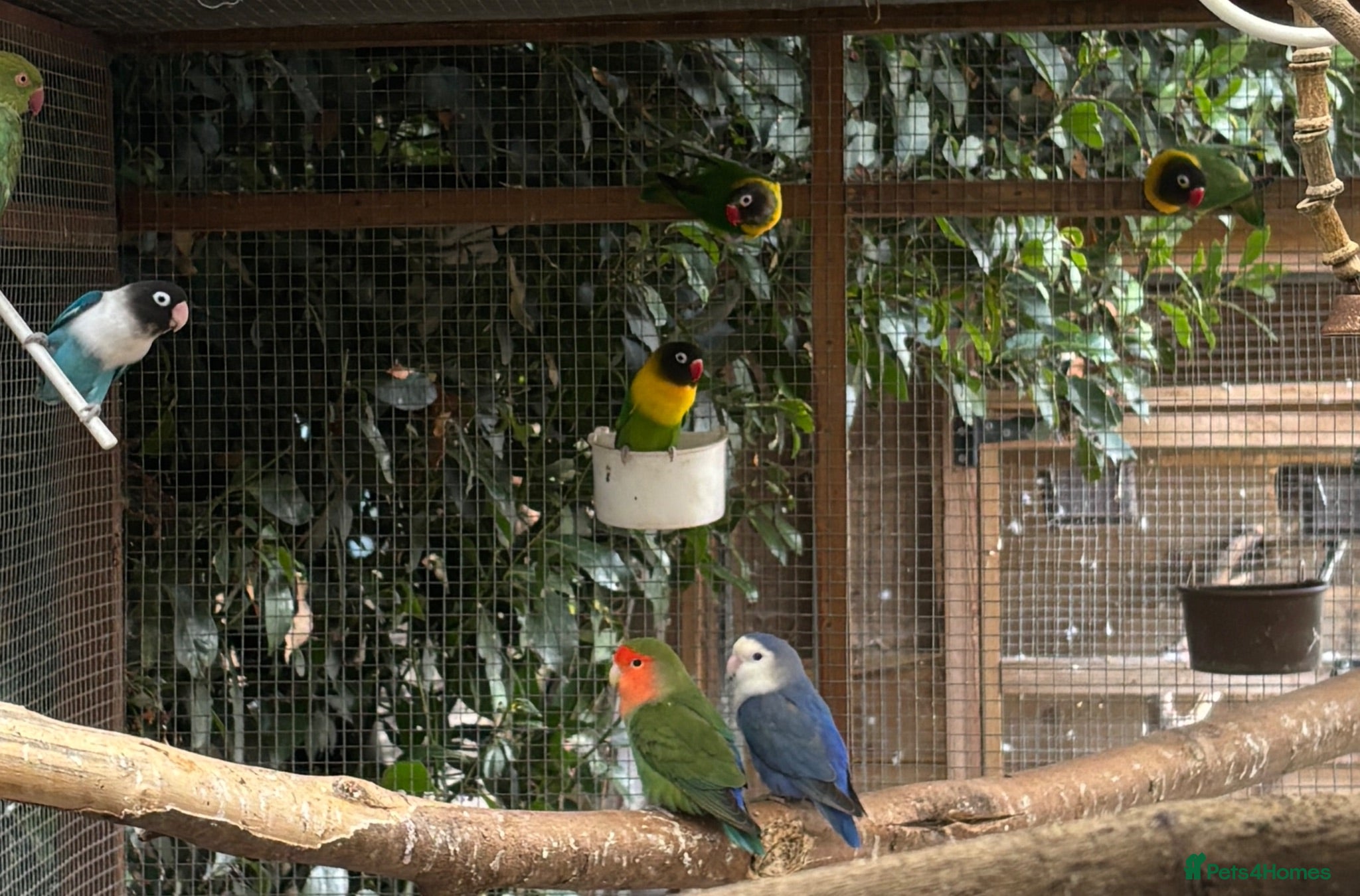 Lovebirds birds Beautiful love birds for sale - Advert 10